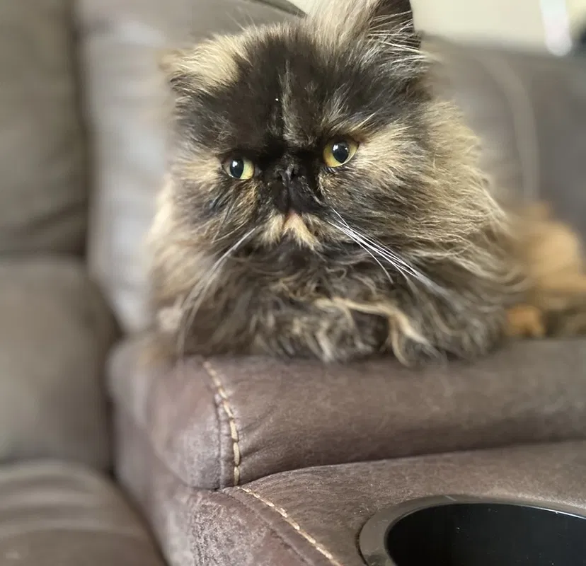 Lost cat in Corcoran, CA, 93212