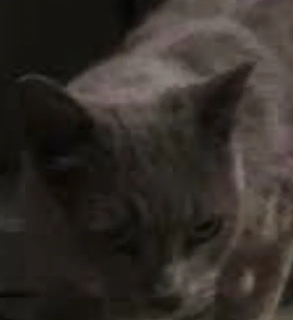 Lost cat in Las Vegas, NV, 89121