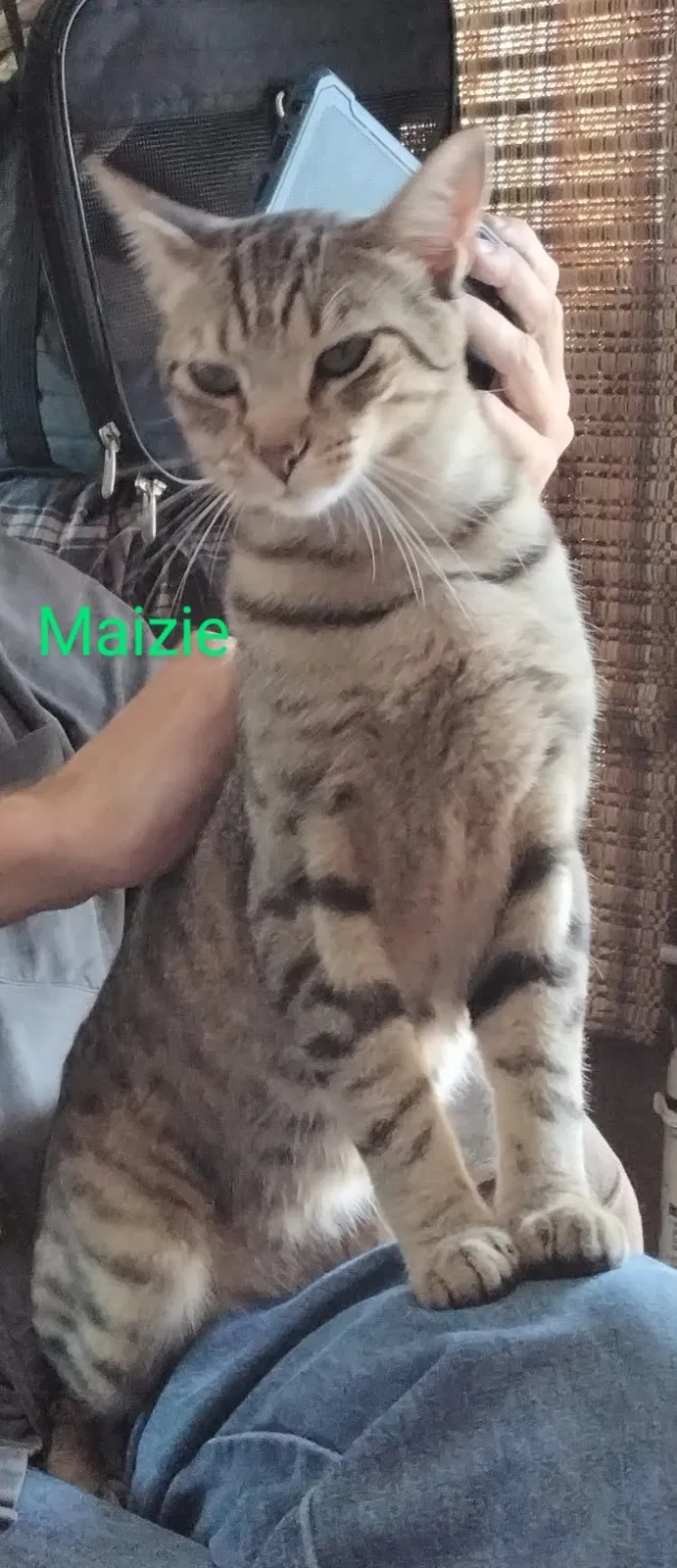 Lost cat in San Diego, CA, 92110