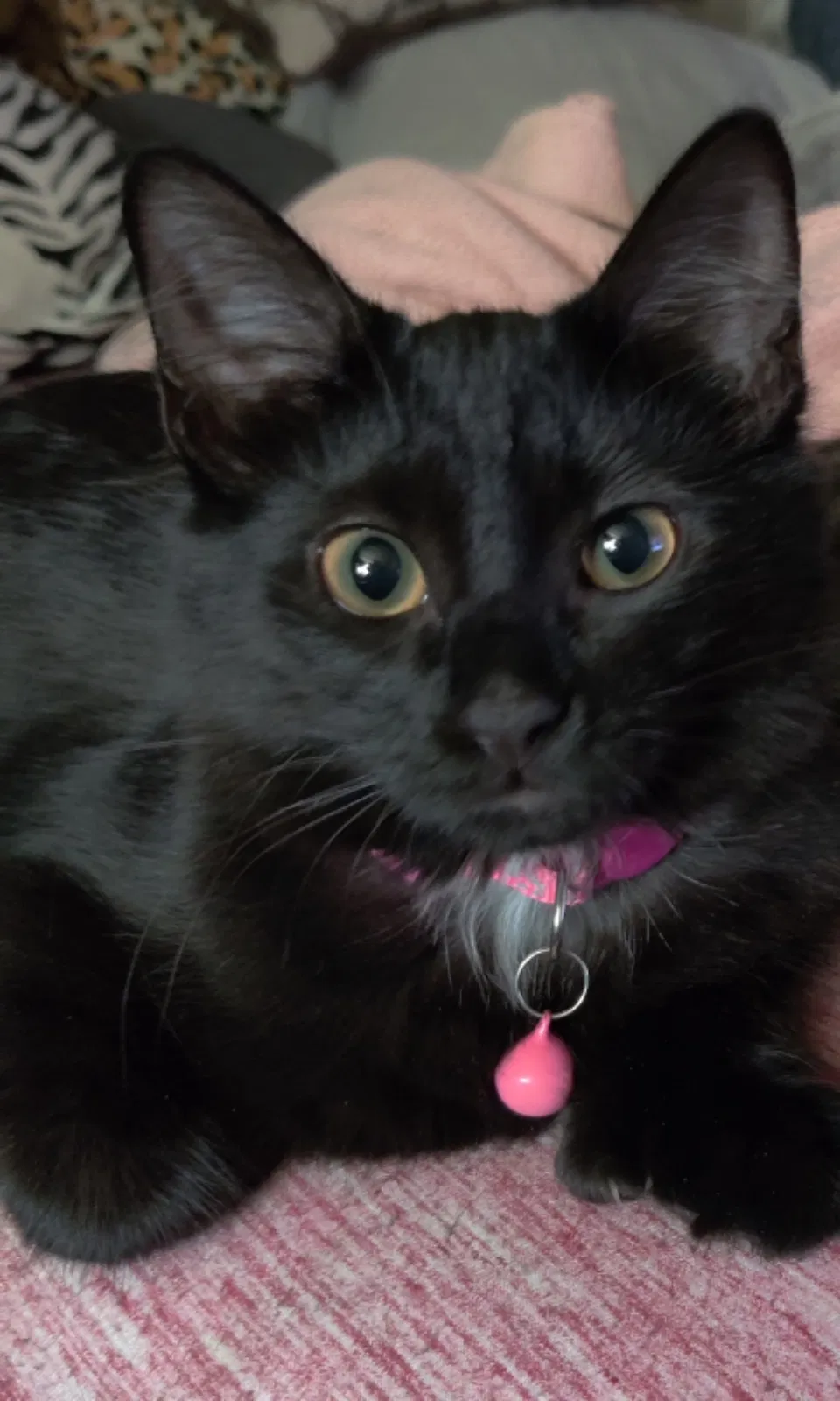 Lost cat in Waterbury, CT, 6708