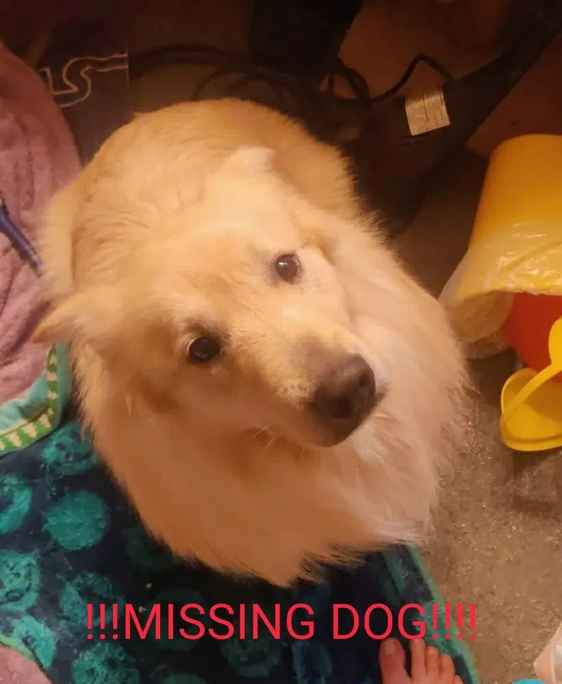 Lost dog in Altamont, IL, 62411