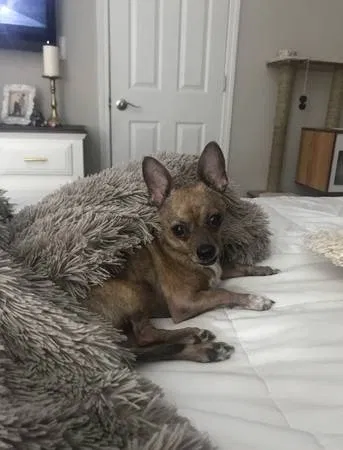 Lost dog in Raleigh, NC, 27613