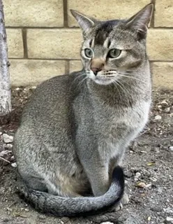 Lost cat in Canyon Country, CA, 91387