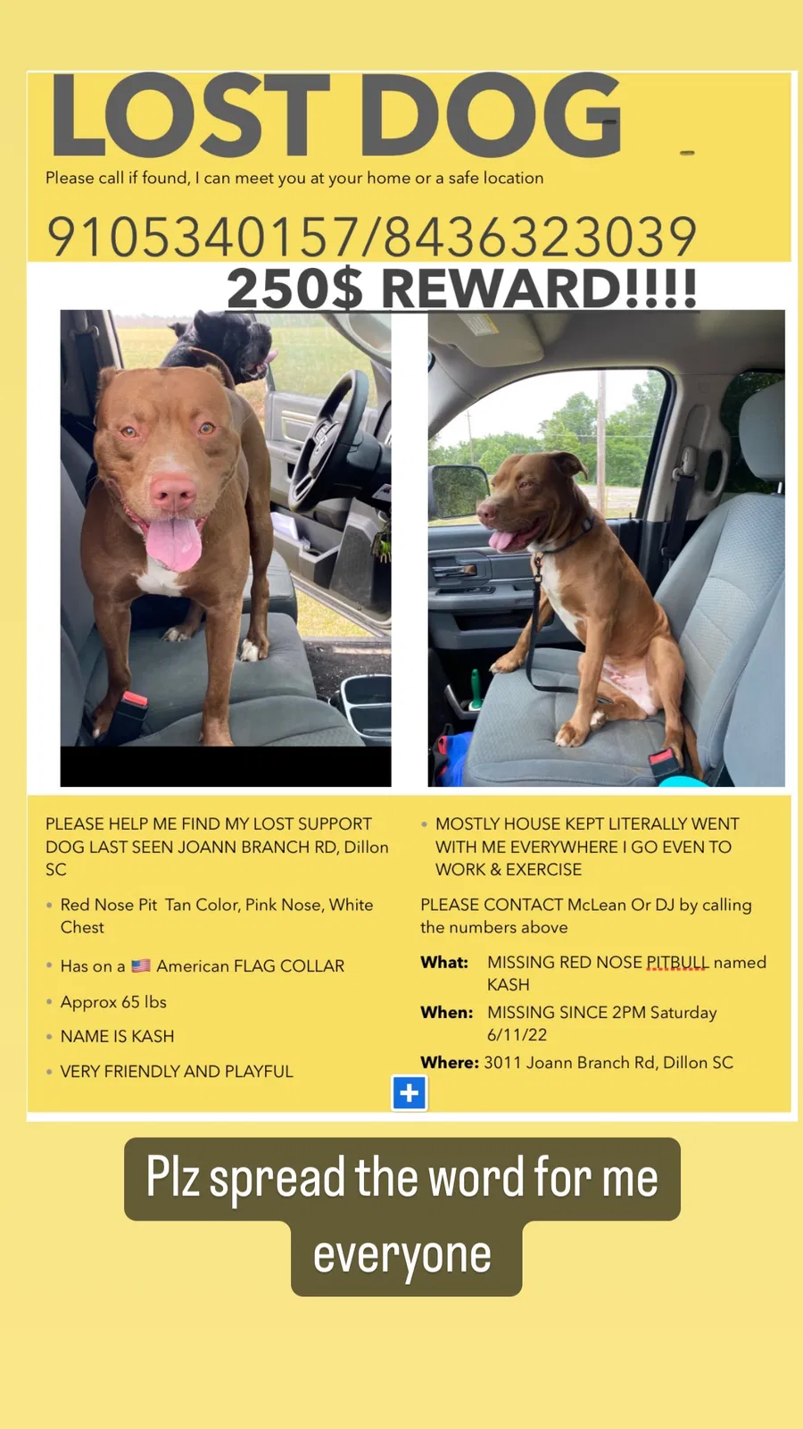 Lost dog in Dillon, SC, 29536