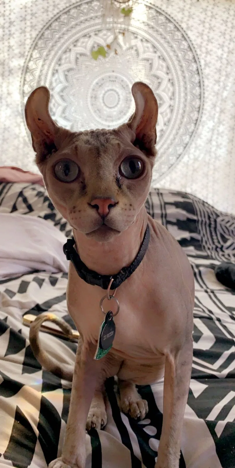 Lost cat in Orem, UT, 84058