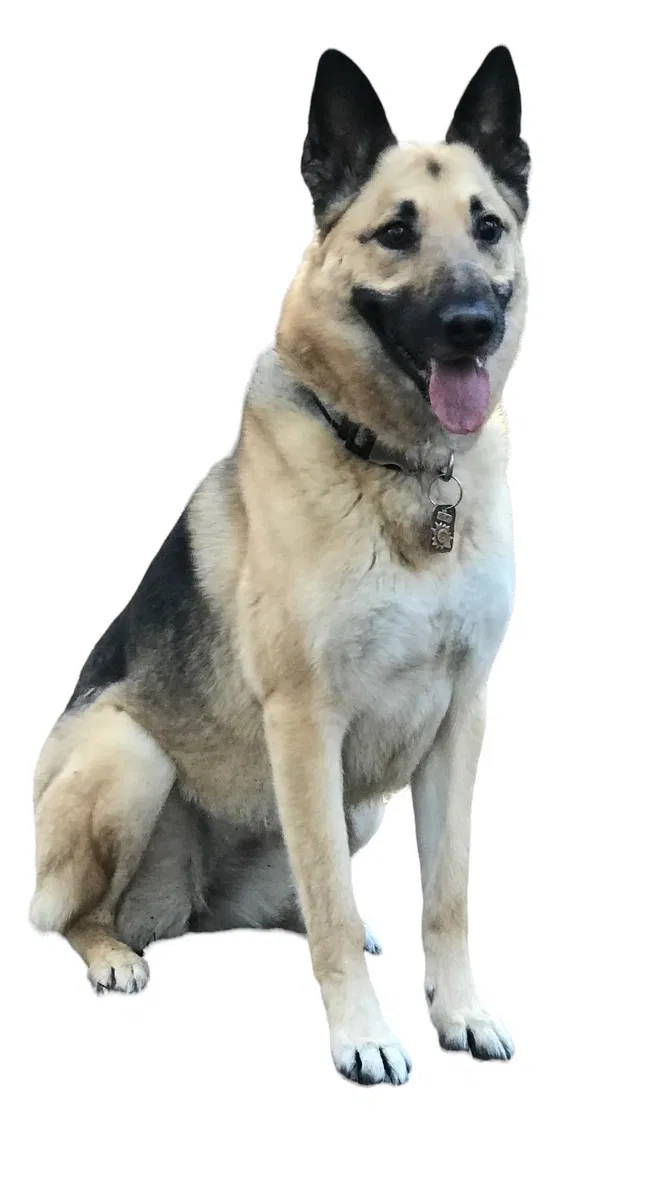 Lost dog in Grass Valley, CA, 95945