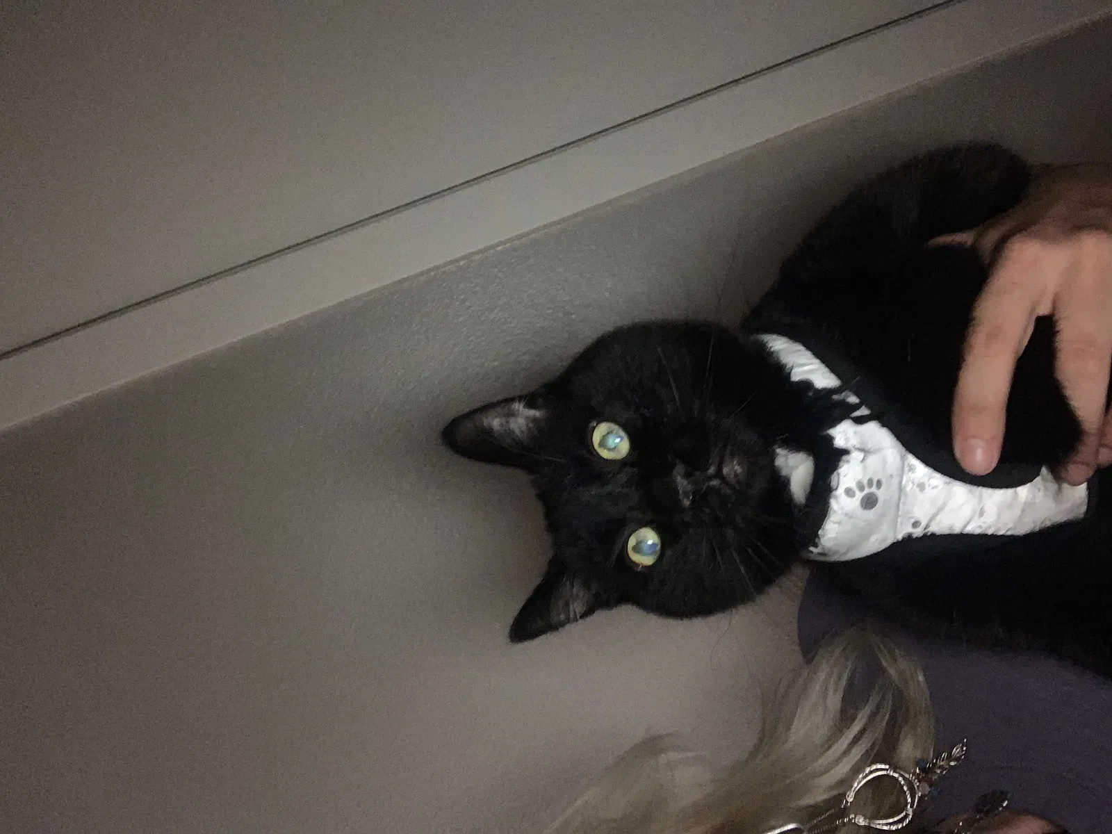 Lost cat in Nampa, ID, 83687