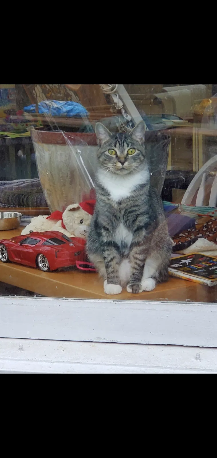 Lost cat in Matthews, NC, 28105