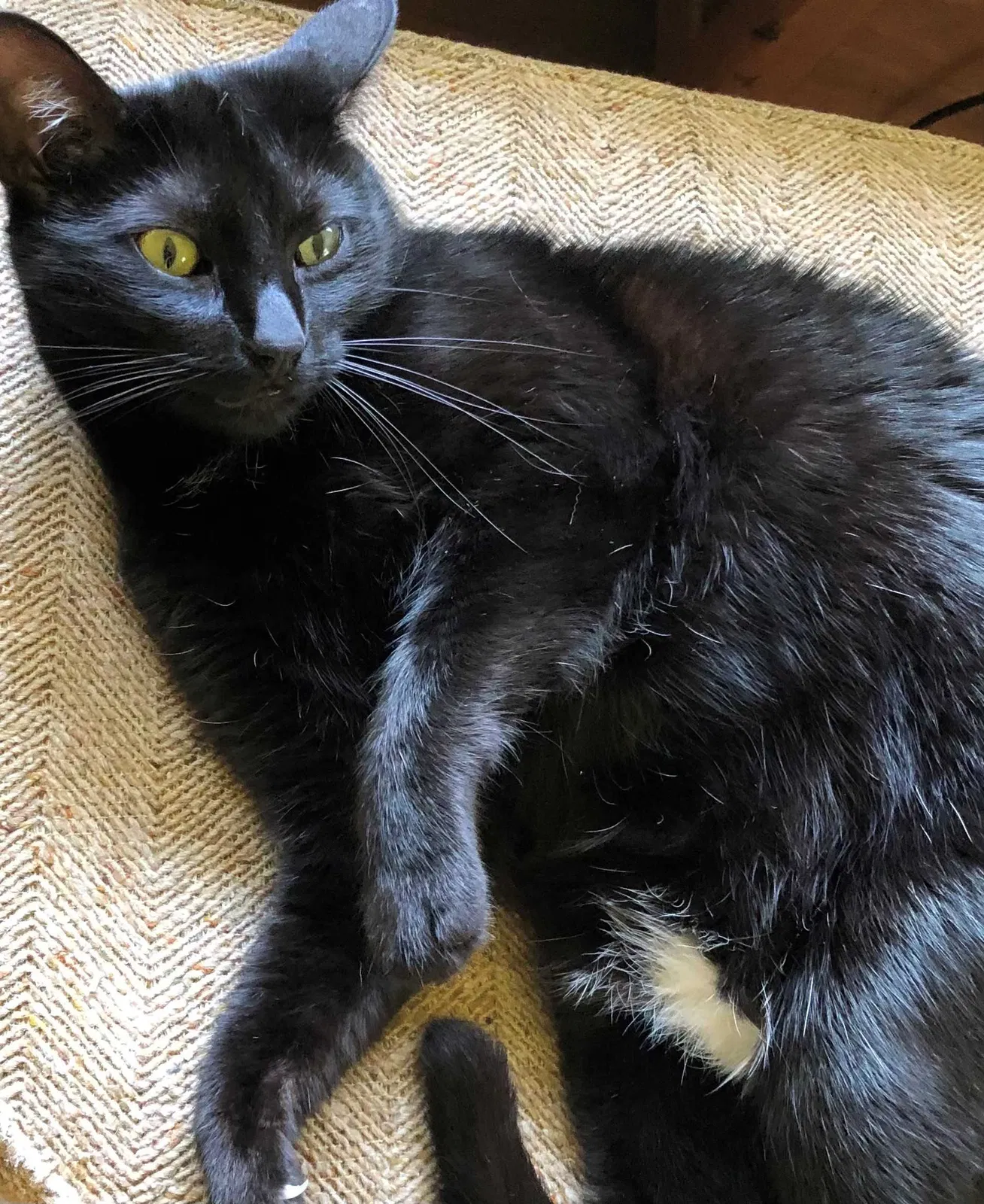 Lost cat in Newark, DE, 19713
