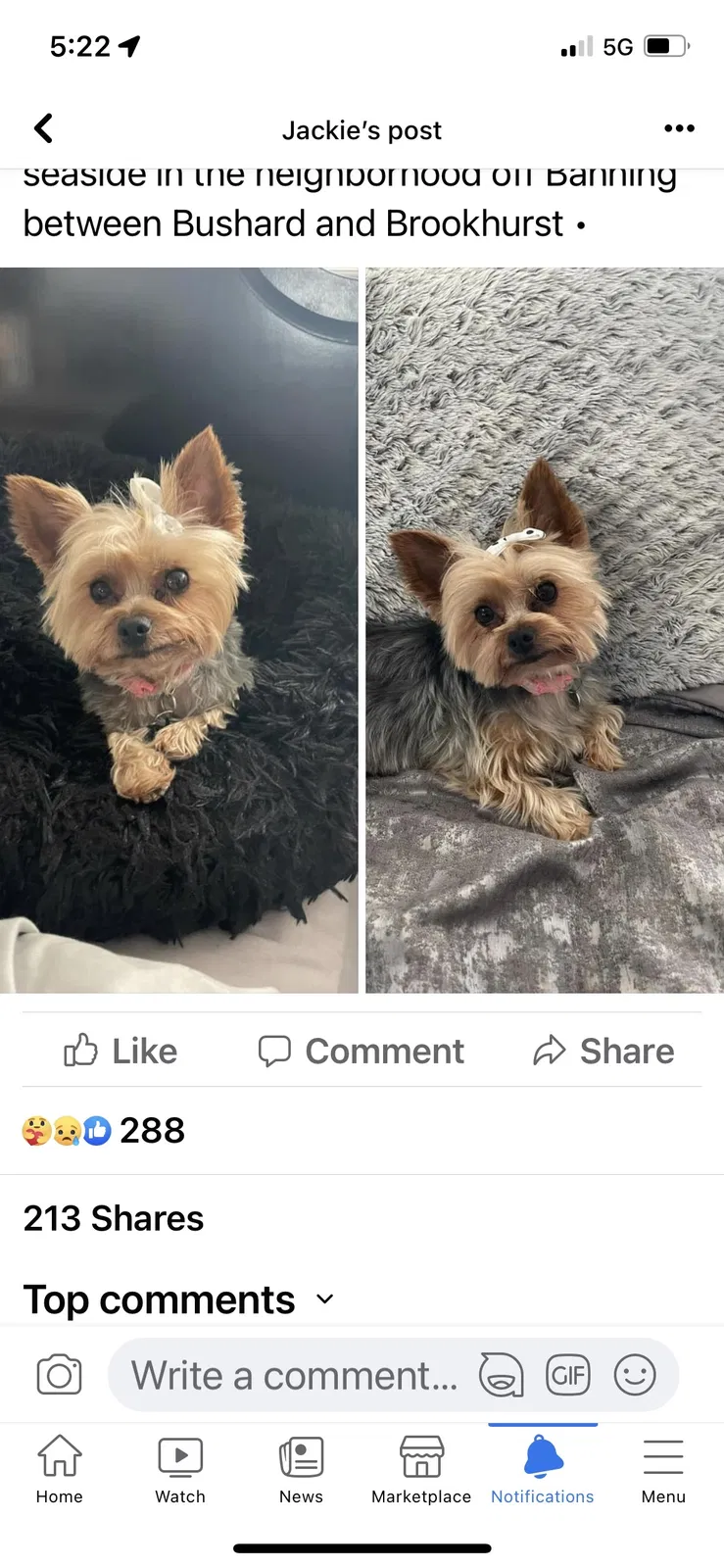Lost dog in Huntington Beach, CA, 92646