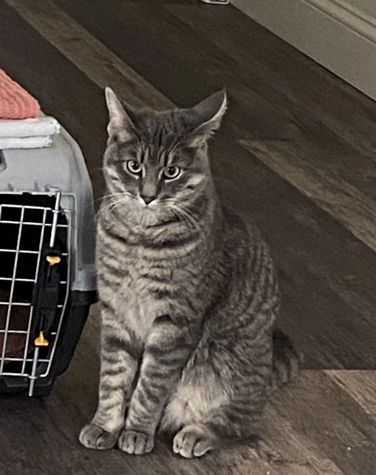 Lost cat in Salem, NH, 3079