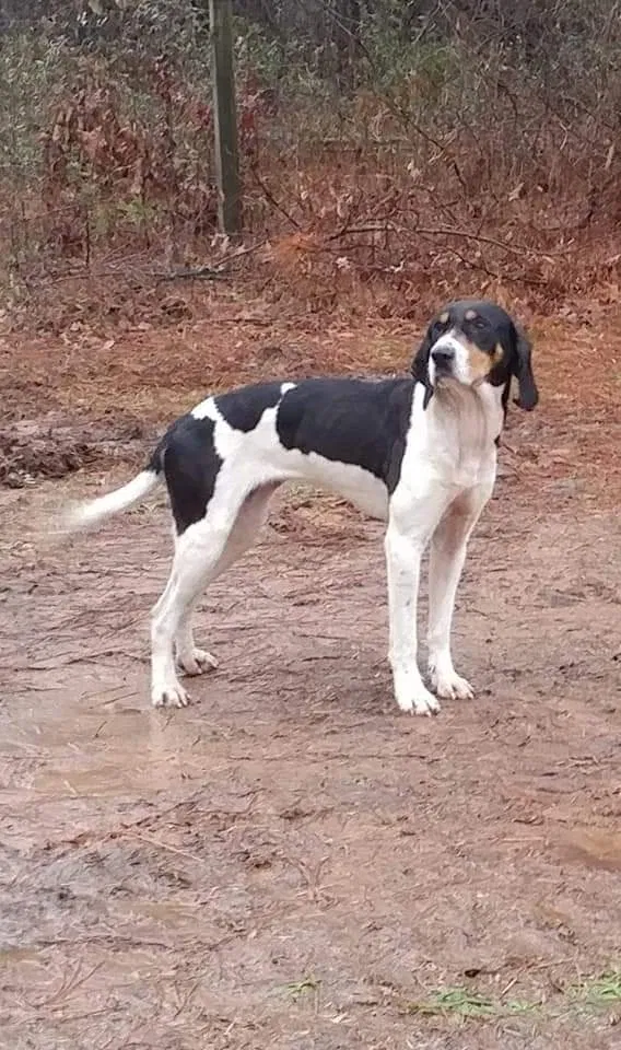 Lost dog in Arnoldsville, GA, 30619