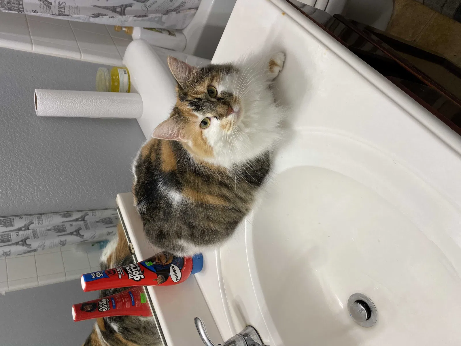 Lost cat in Dallas, TX, 75236