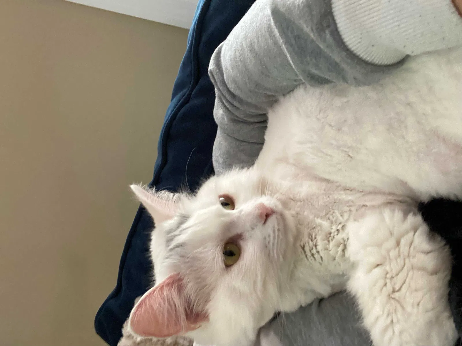 Lost cat in Cumming, GA, 30028