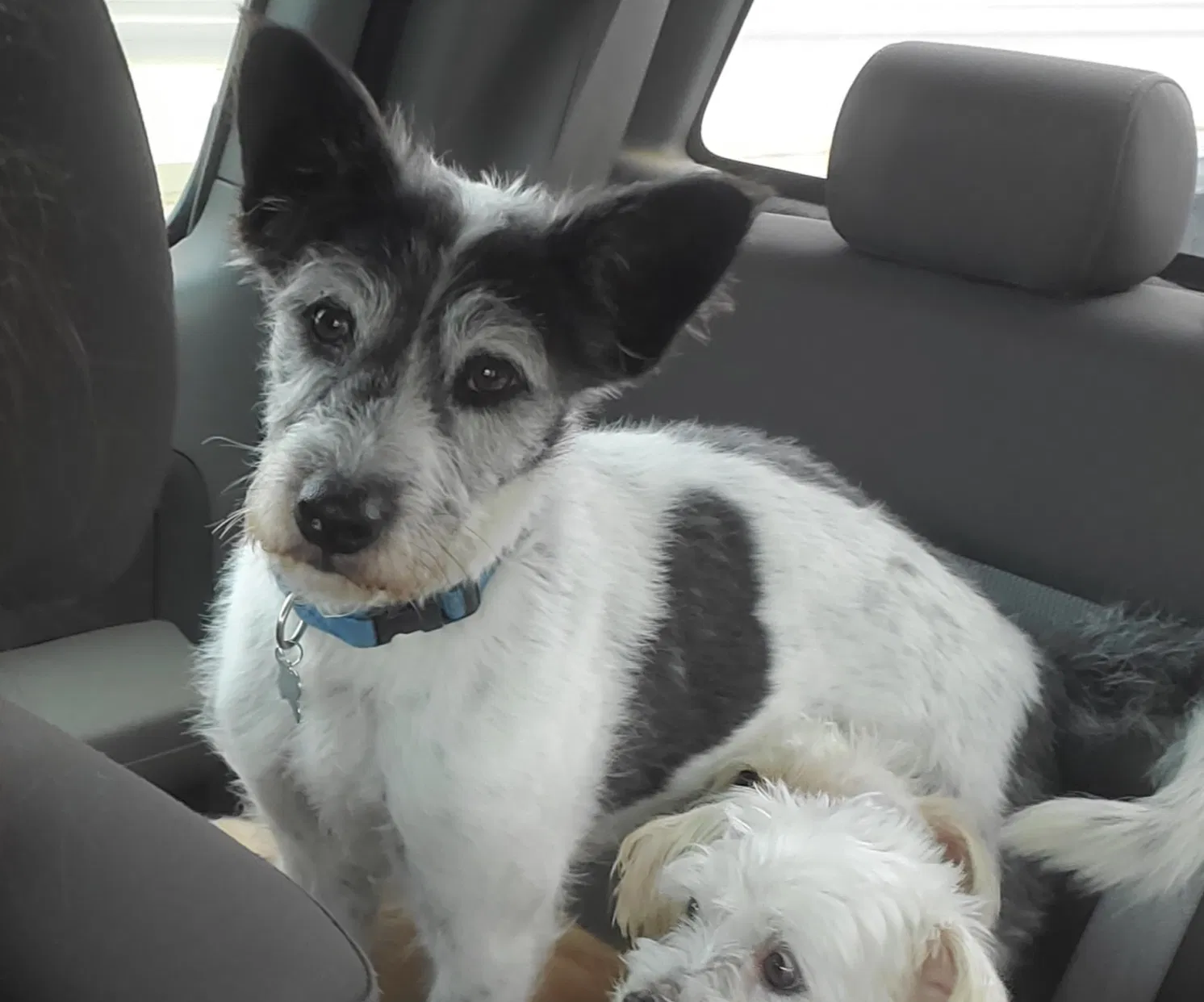 Lost dog in Fresno, CA, 93702