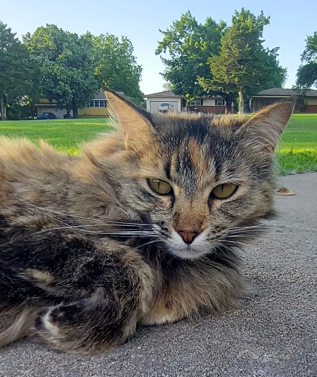 Lost cat in Stillwater, OK, 74074