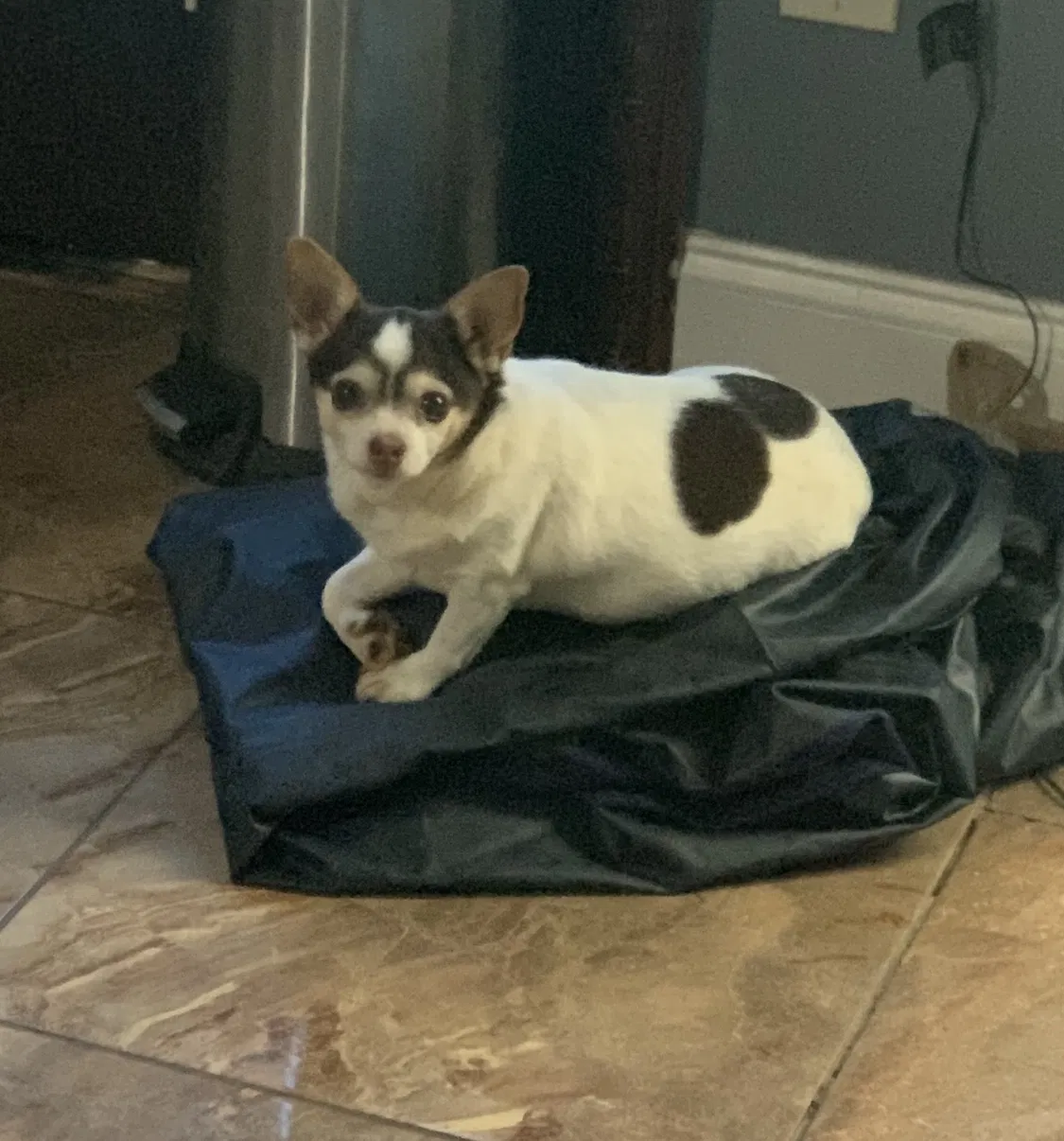 Lost dog in Flowery Branch, GA, 30542