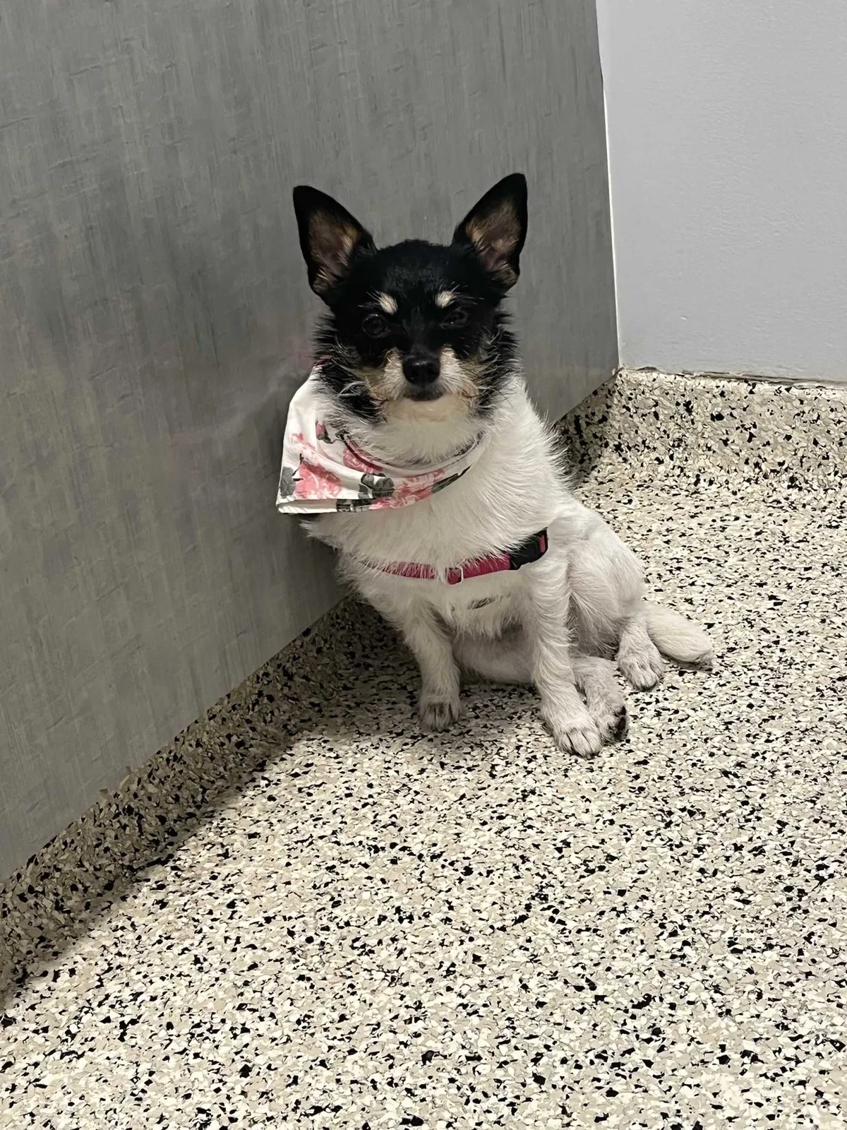 Lost dog in Durham, NC, 27707