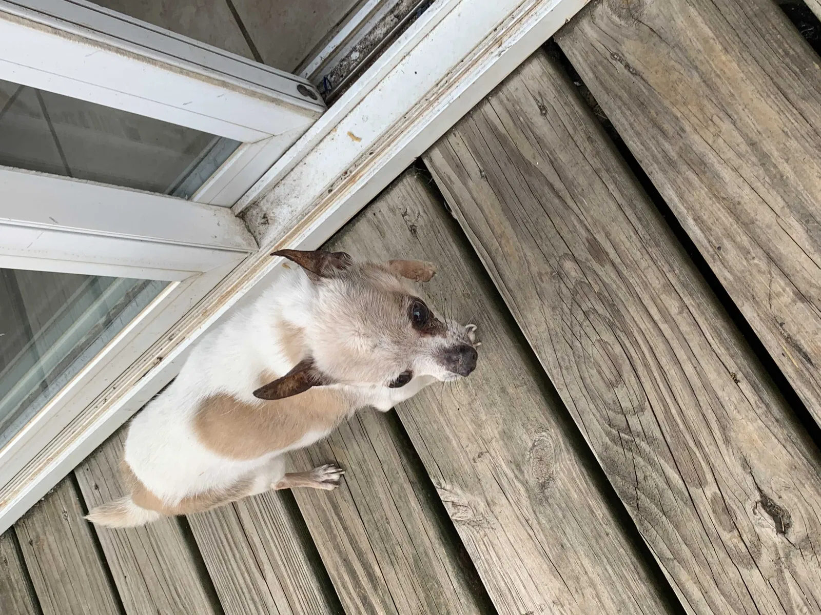 Lost dog in Indianapolis, IN, 46234