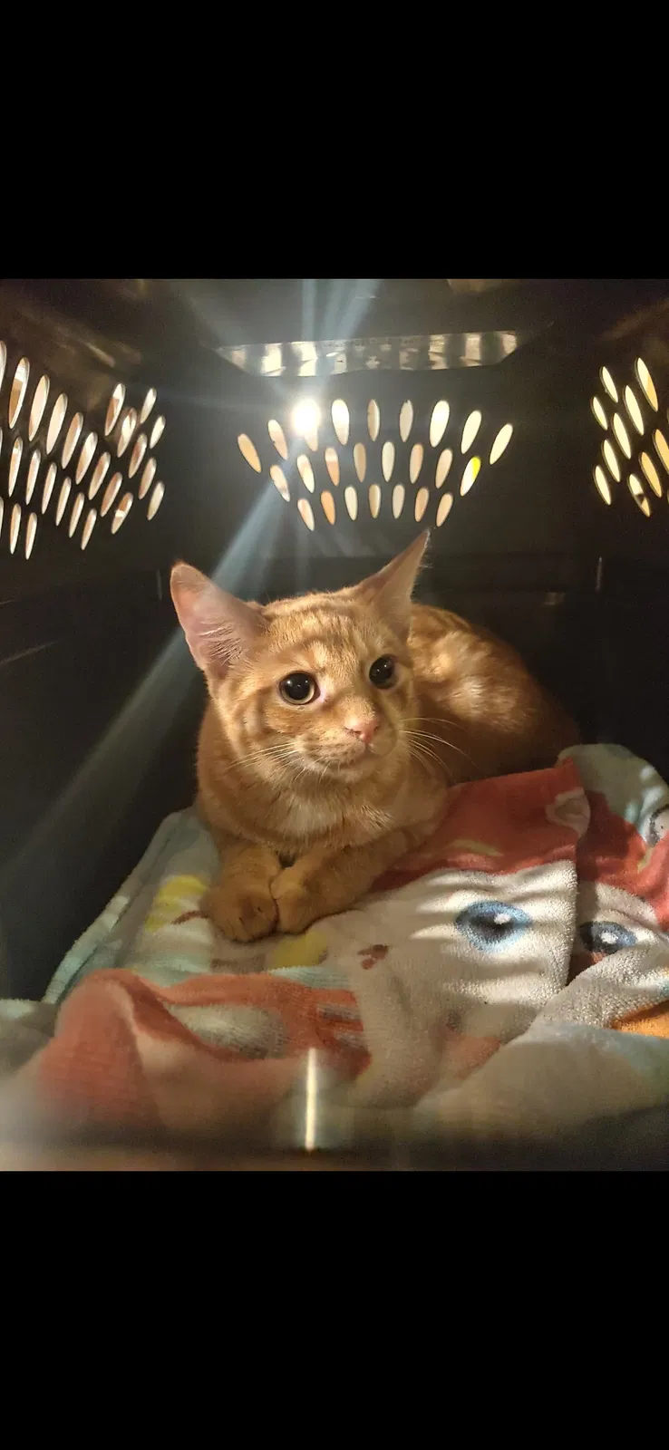Lost cat in Hermitage, TN, 37076