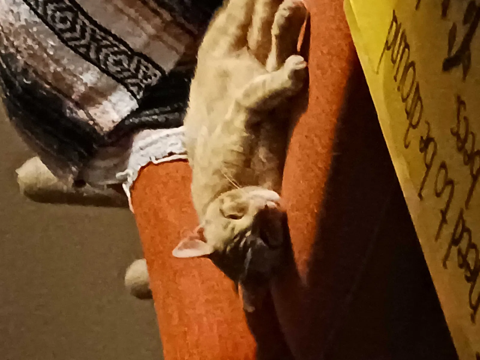 Lost cat in Toledo, OH, 43623