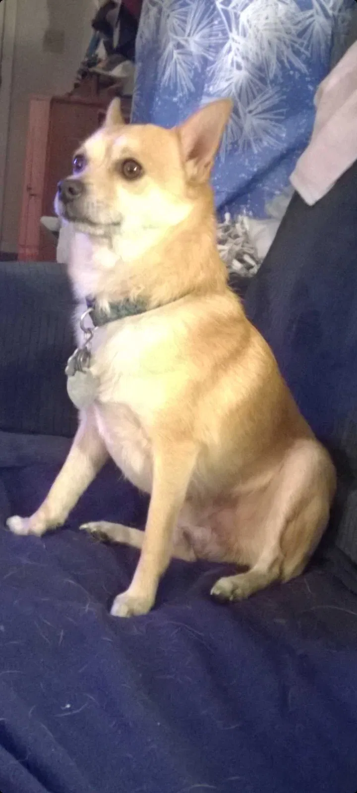 Lost dog in Orlando, FL, 32837