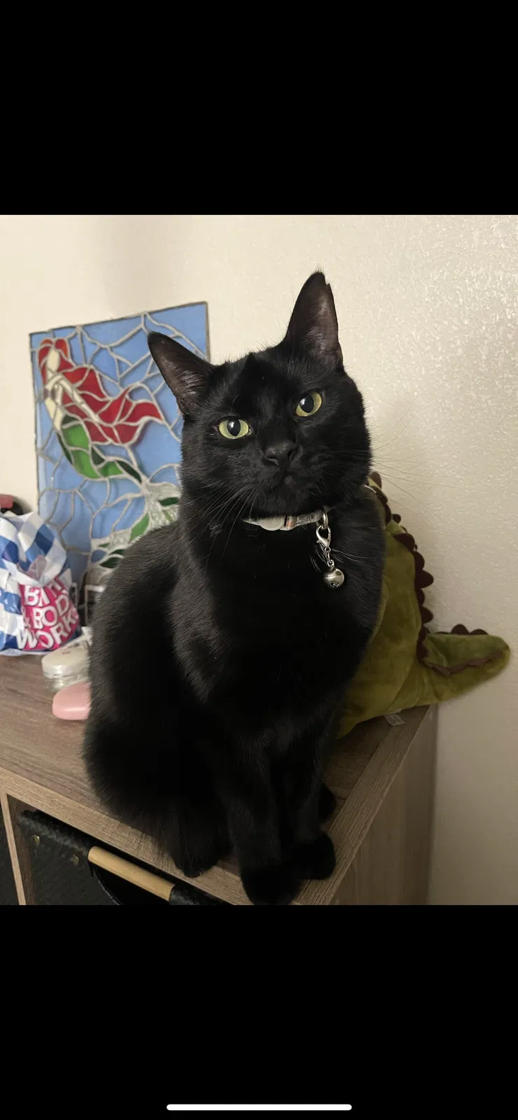 Lost cat in Folsom, CA, 95630
