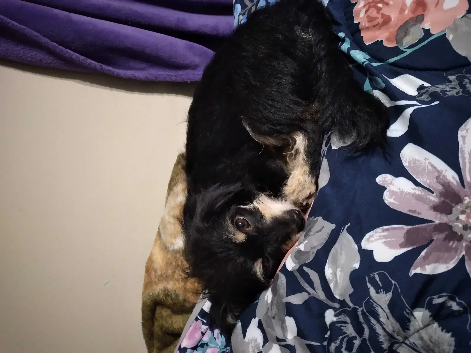 Lost dog in Rock Spring, GA, 30739