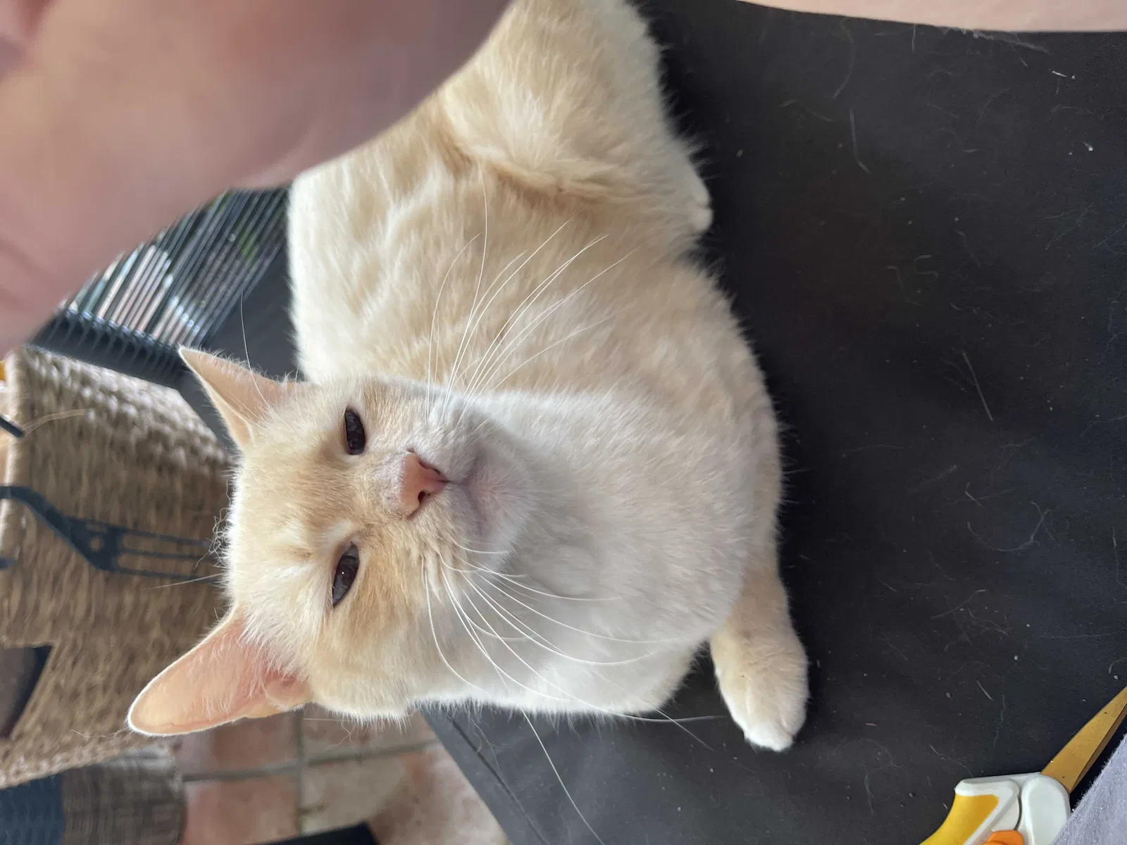 Lost cat in Ponchatoula, LA, 70454