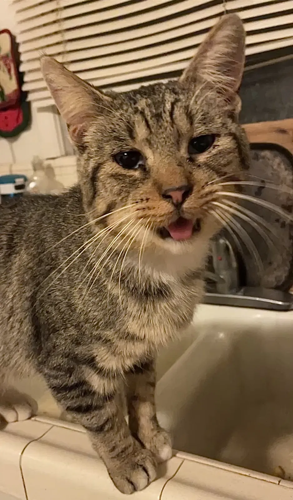 Lost cat in Hanford, CA, 93230