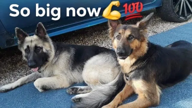 Lost dog in Killeen, TX, 76541