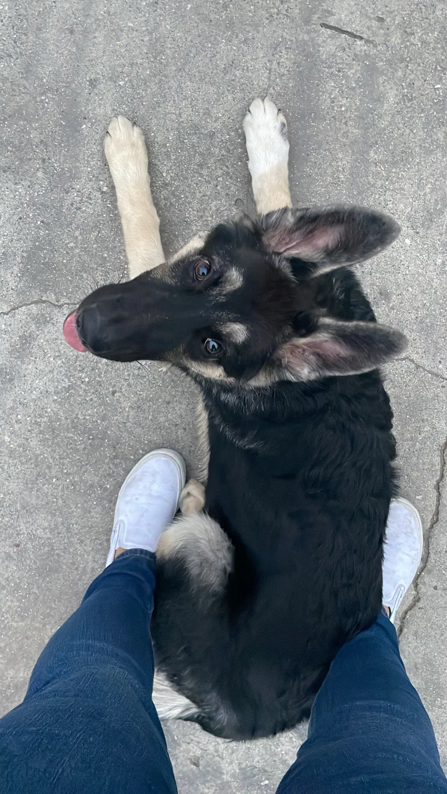 Lost dog in Los Angeles, CA, 90061