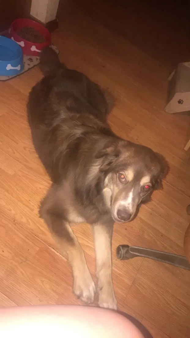 Lost dog in Royse City, TX, 75189