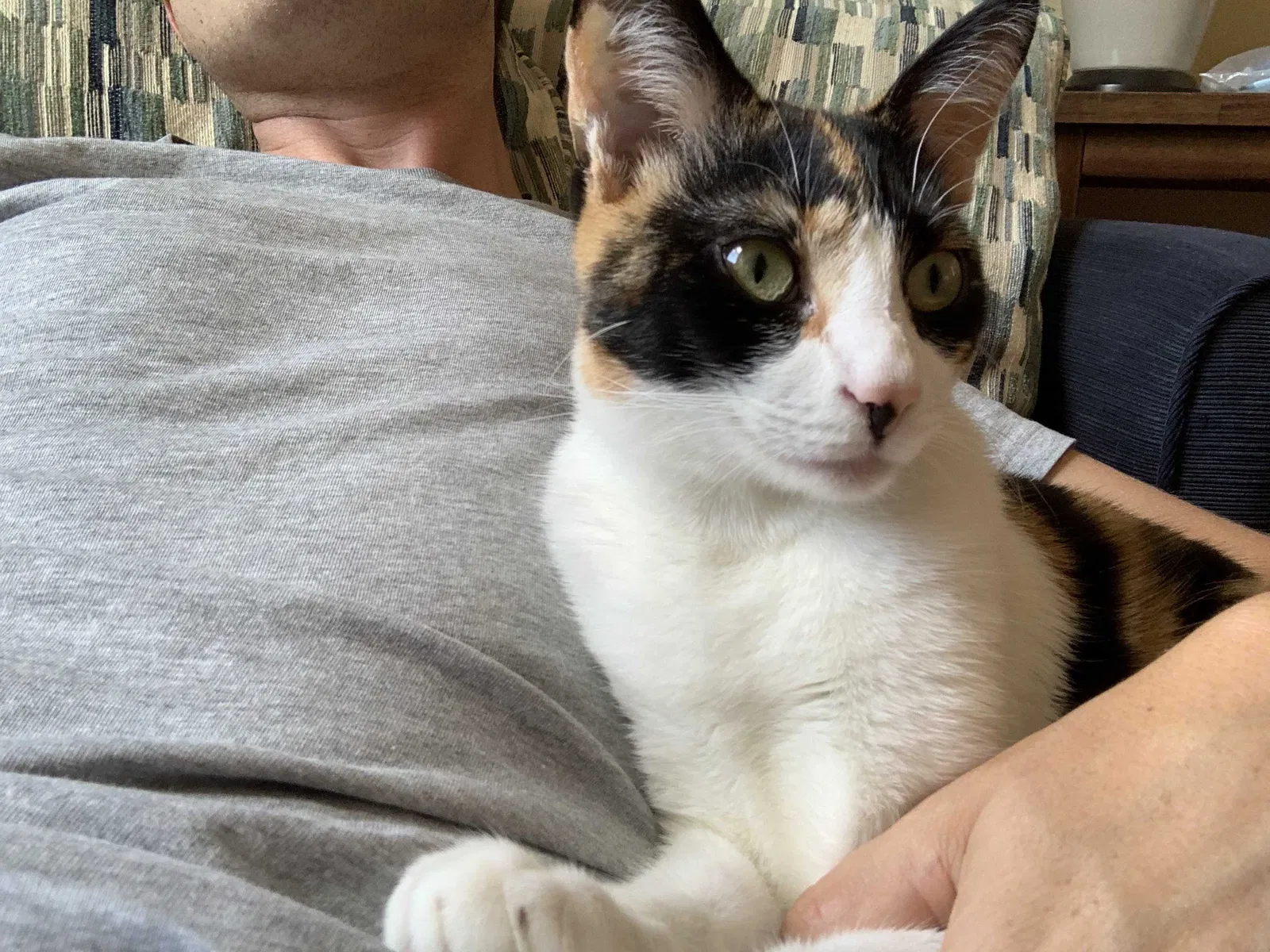 Lost cat in San Diego, CA, 92127