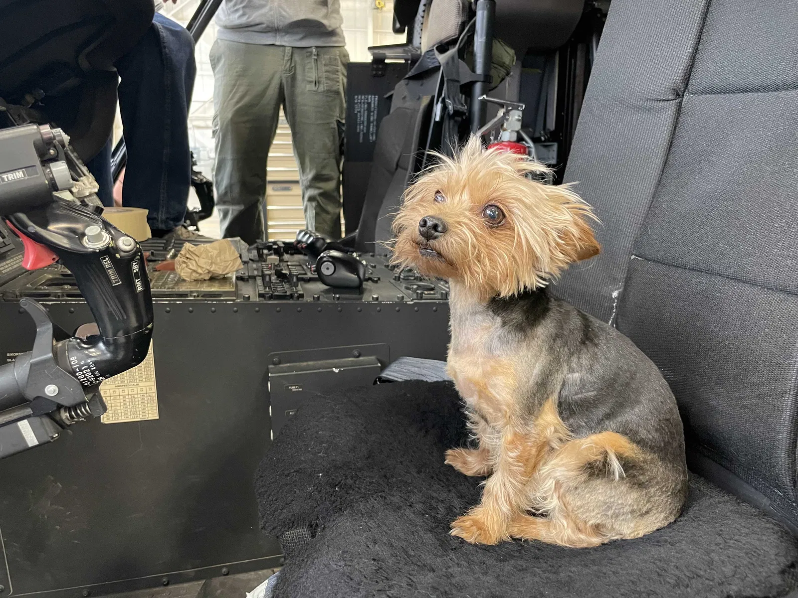 Lost dog in Fountain, CO, 80817