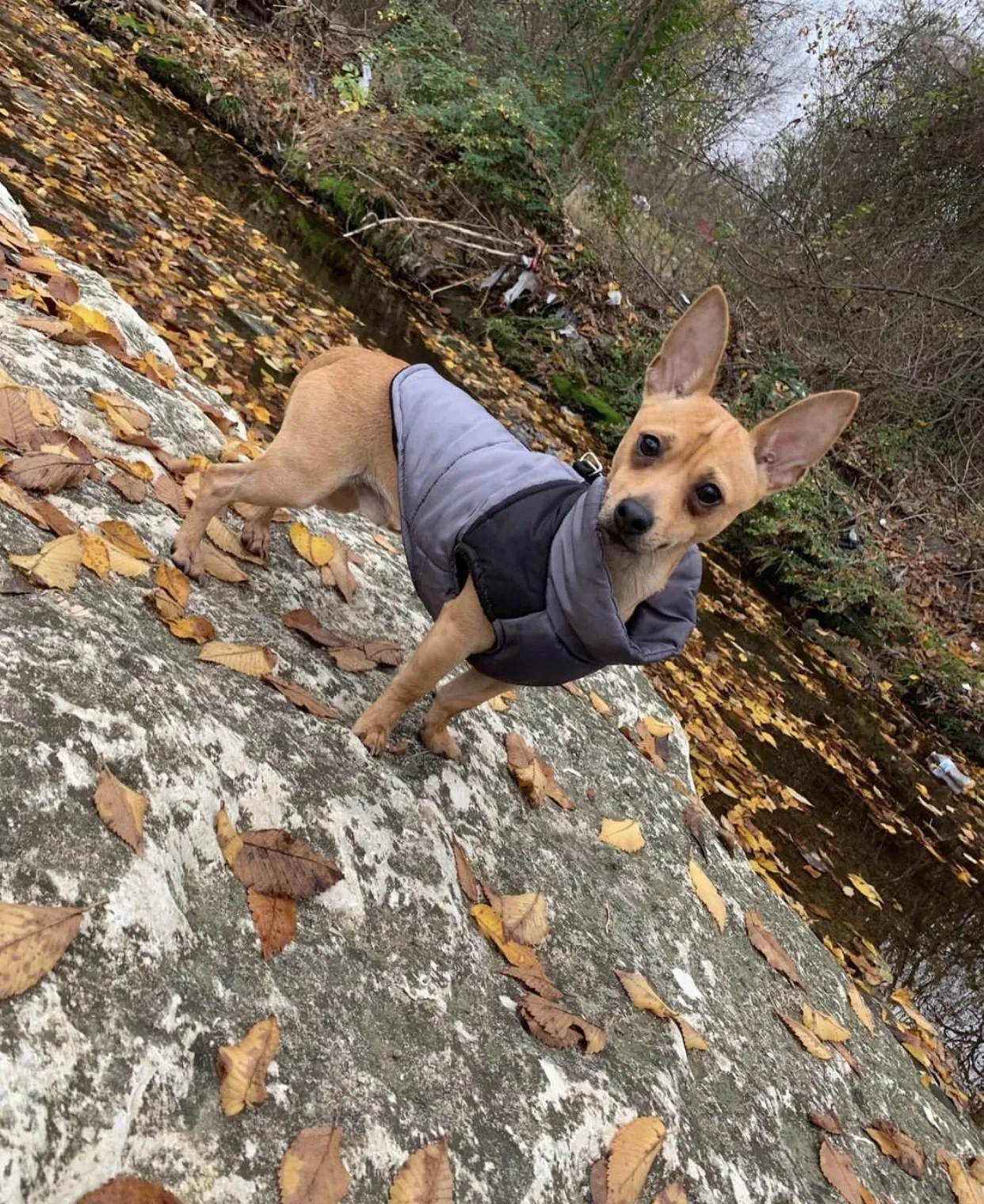 Lost dog in Garland, TX, 75042