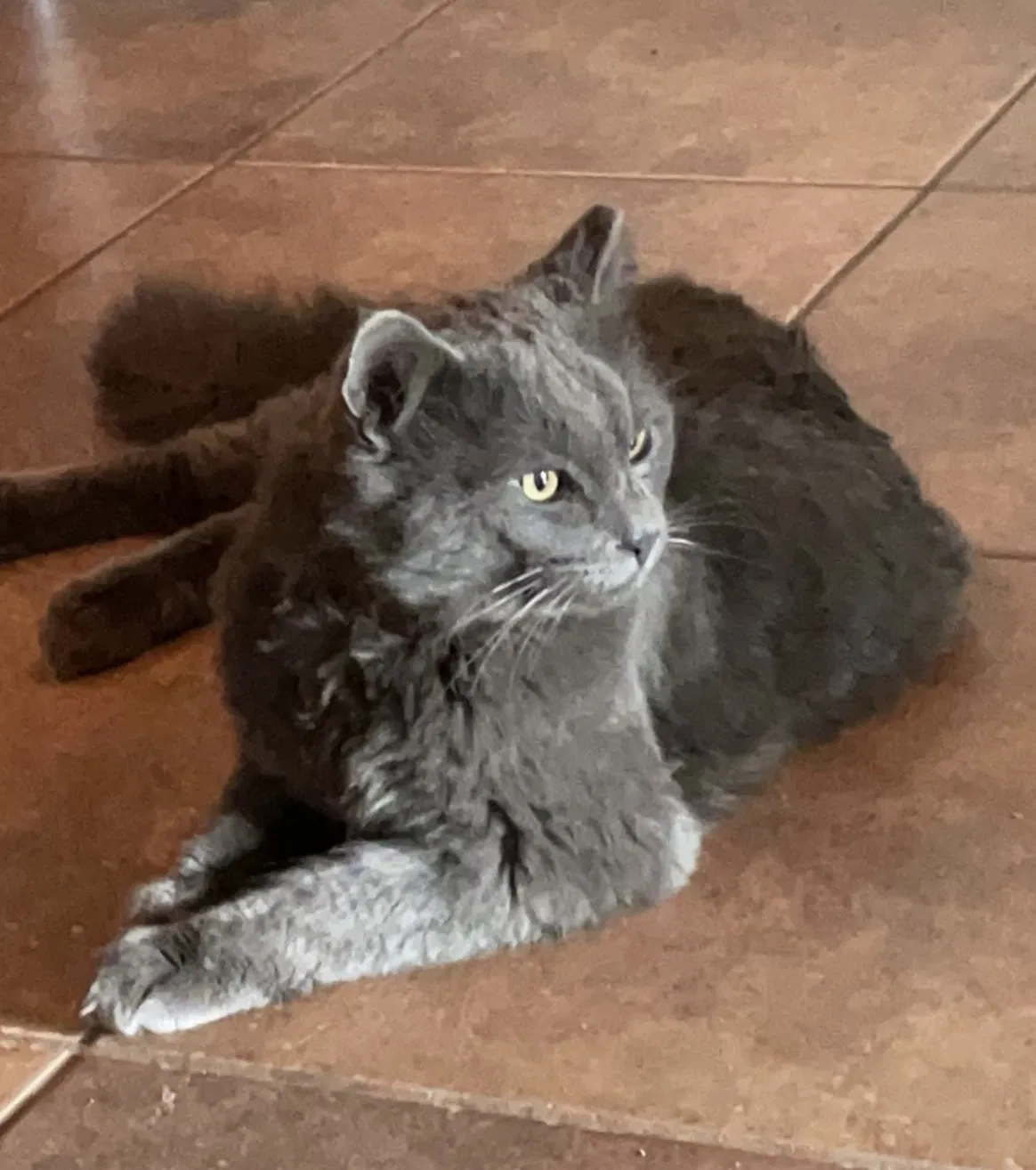 Lost cat in Tucson, AZ, 85741