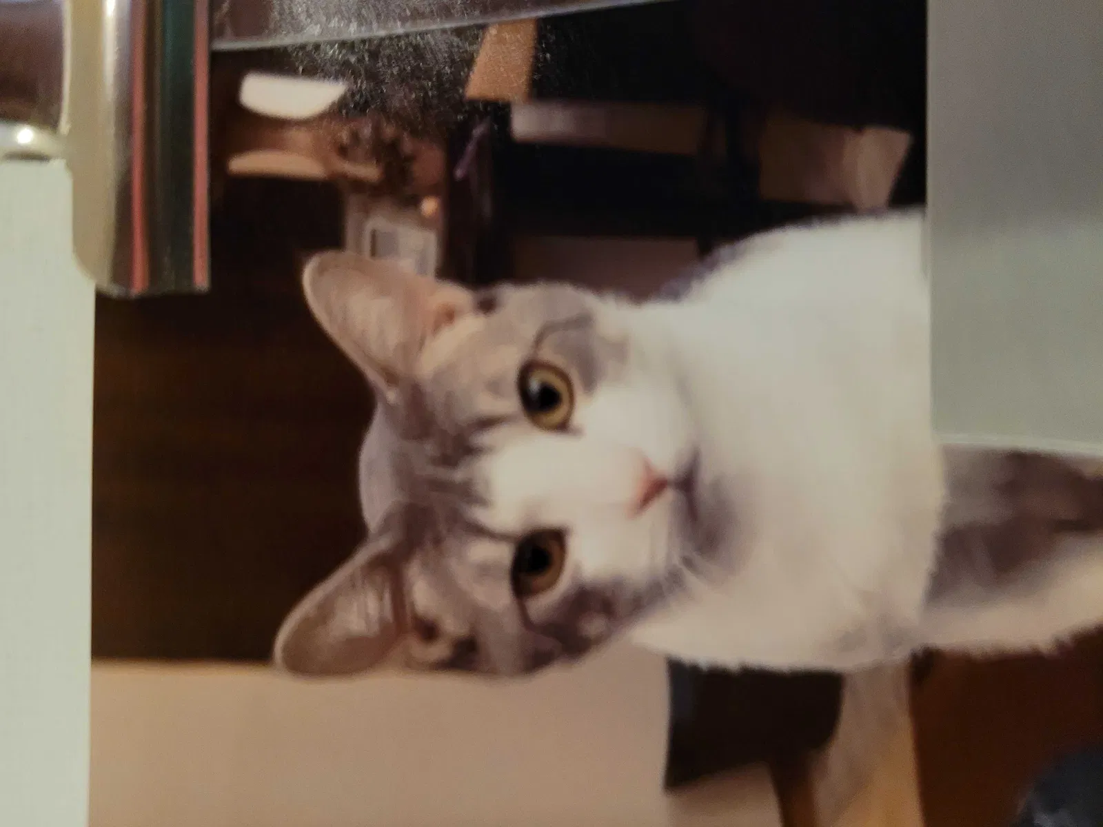 Lost cat in Albuquerque, NM, 87120
