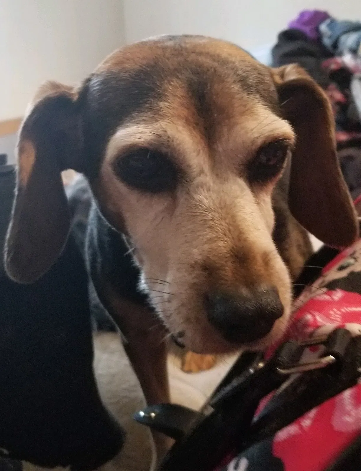 Lost dog in Victoria, VA, 23974