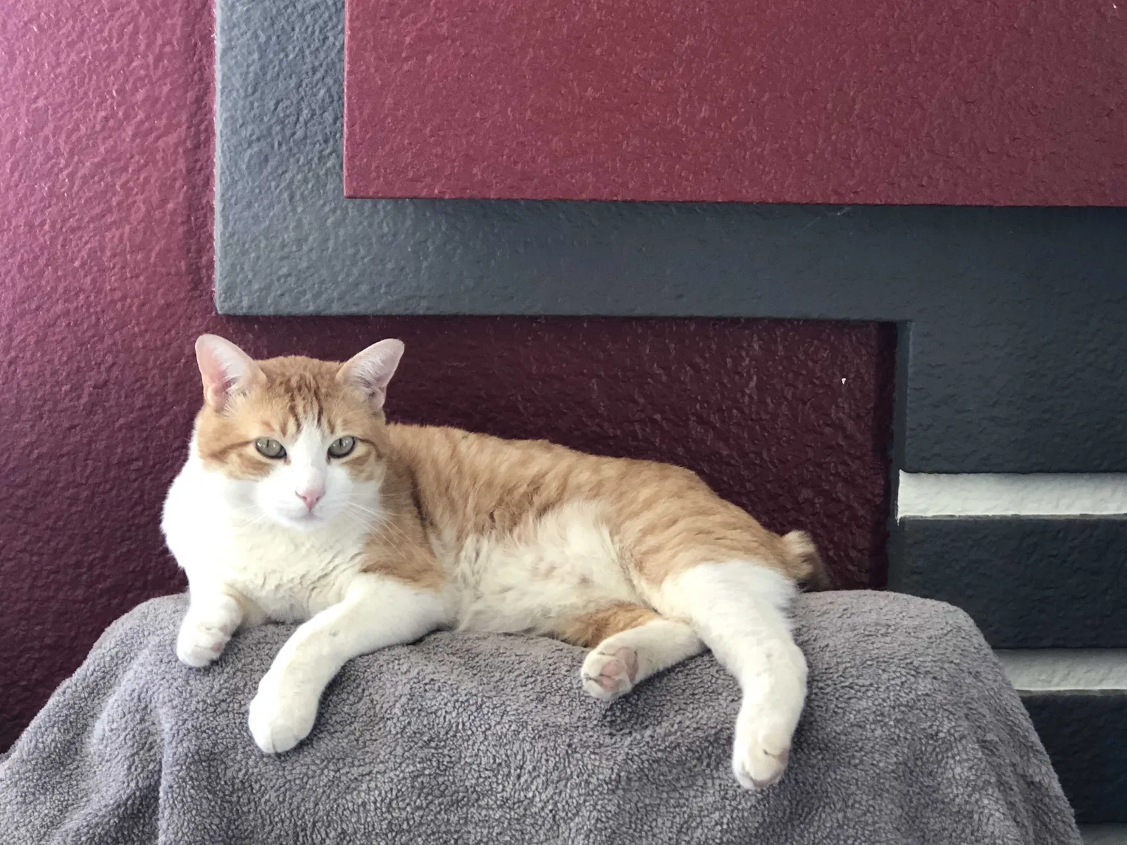 Lost cat in Apple Valley, CA, 92308