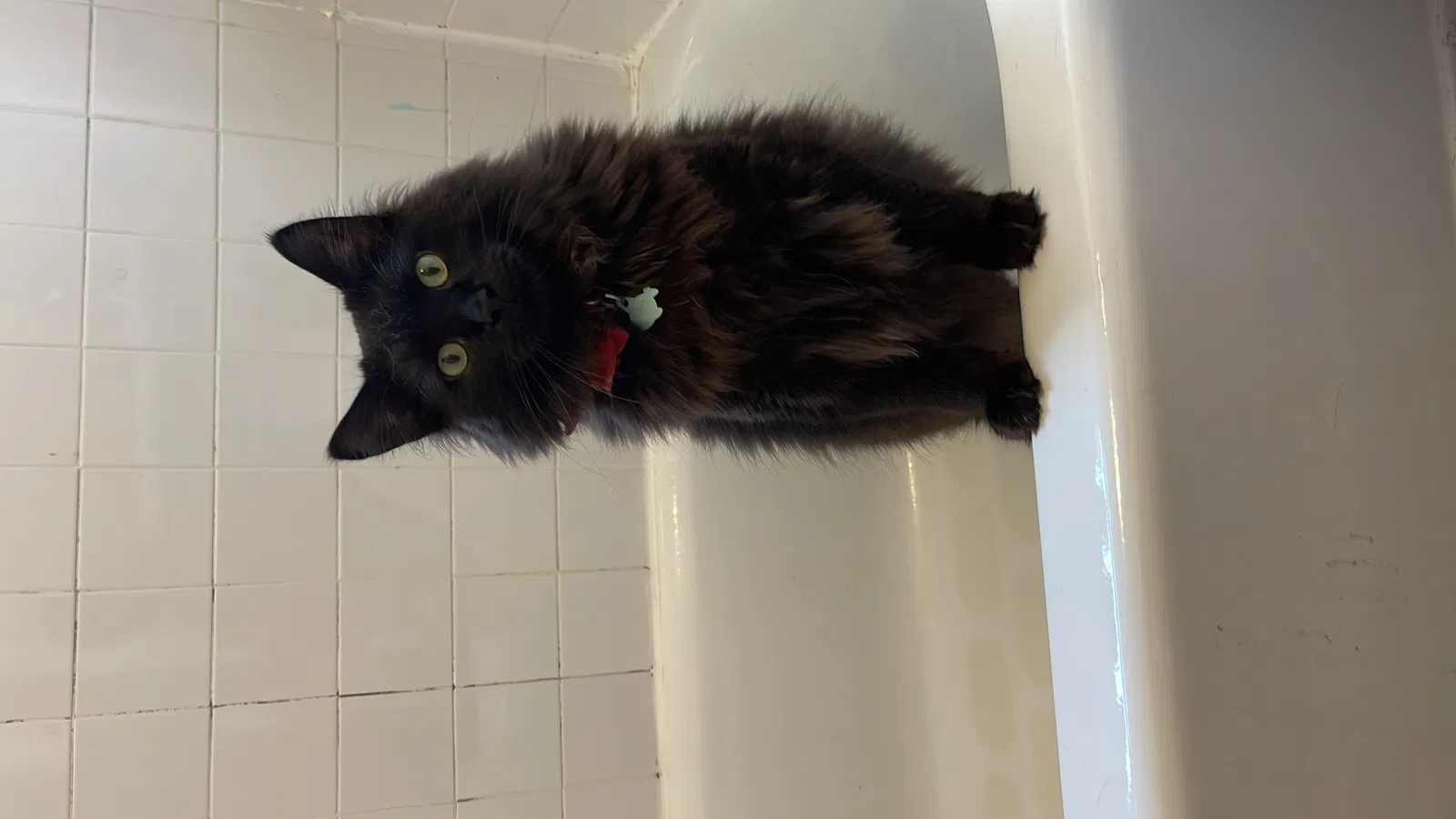 Missing Cat