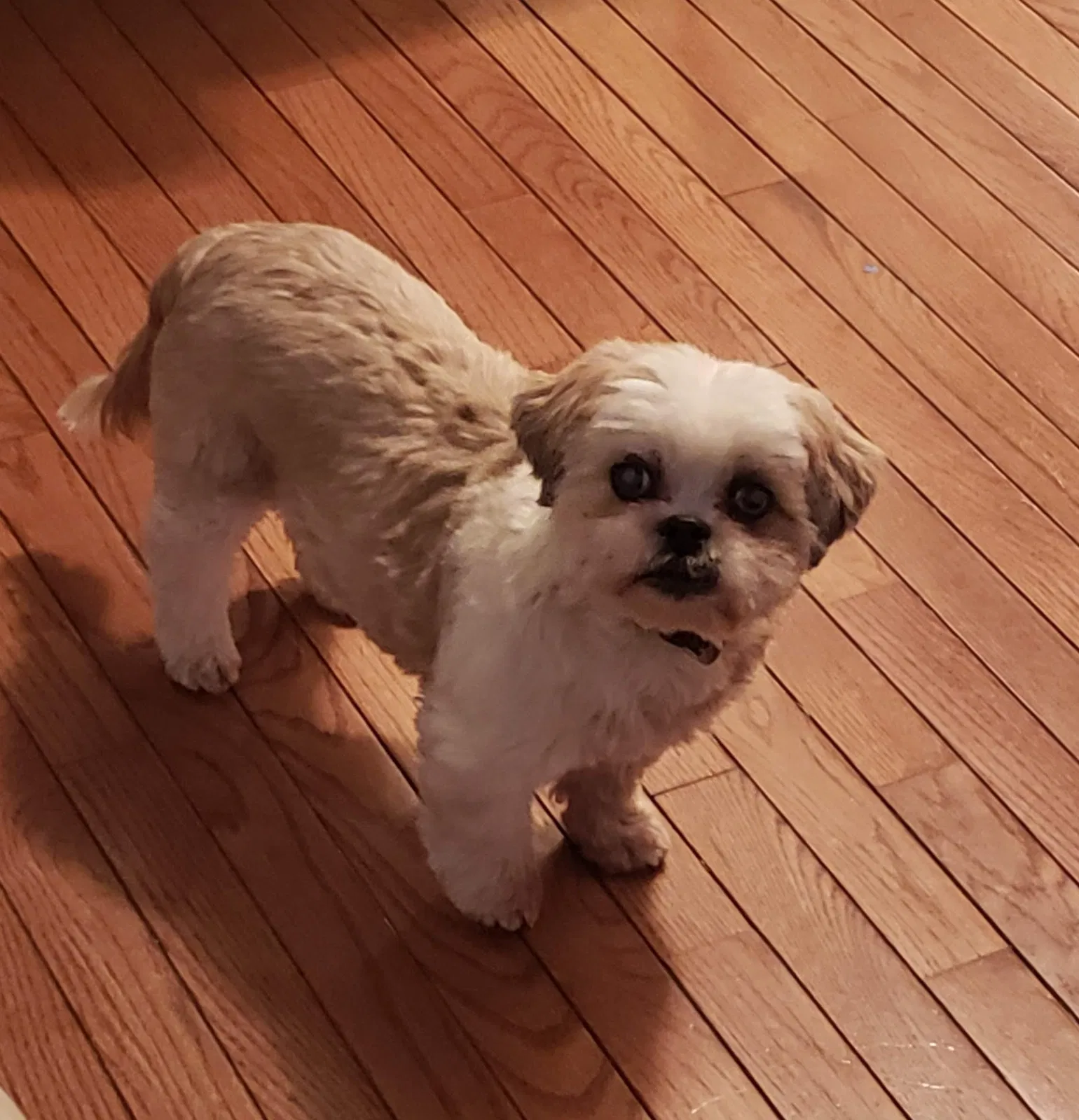 Lost dog in Upper Marlboro, MD, 20774