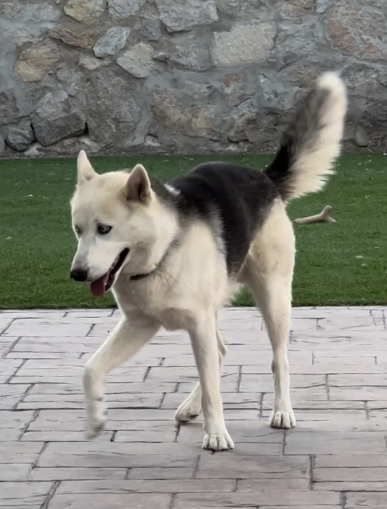 Lost dog in El Paso, TX, 79936