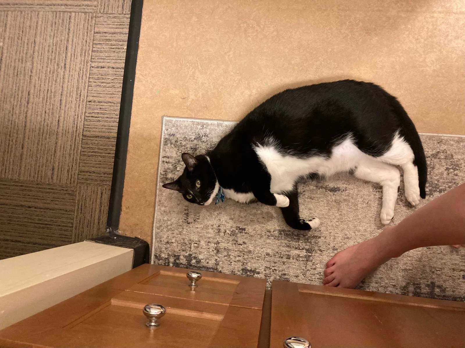 Lost cat in Greensburg, PA, 15601