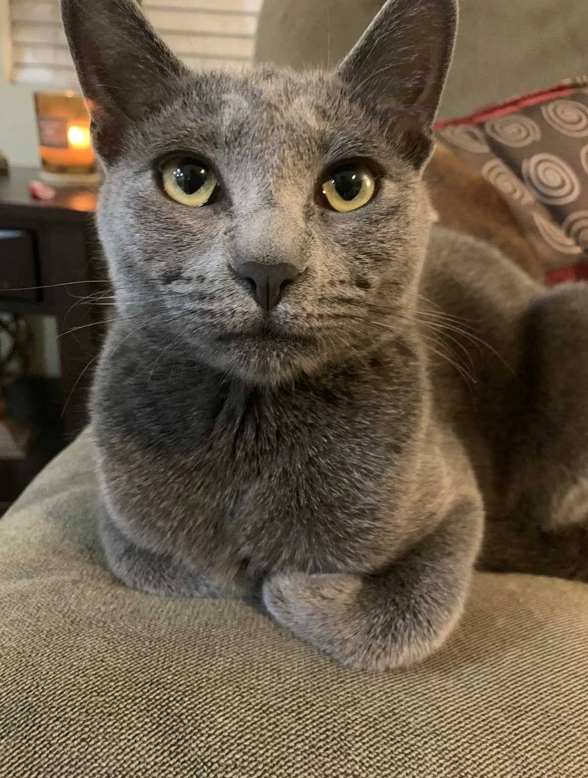 Lost cat in Bakersfield, CA, 93306
