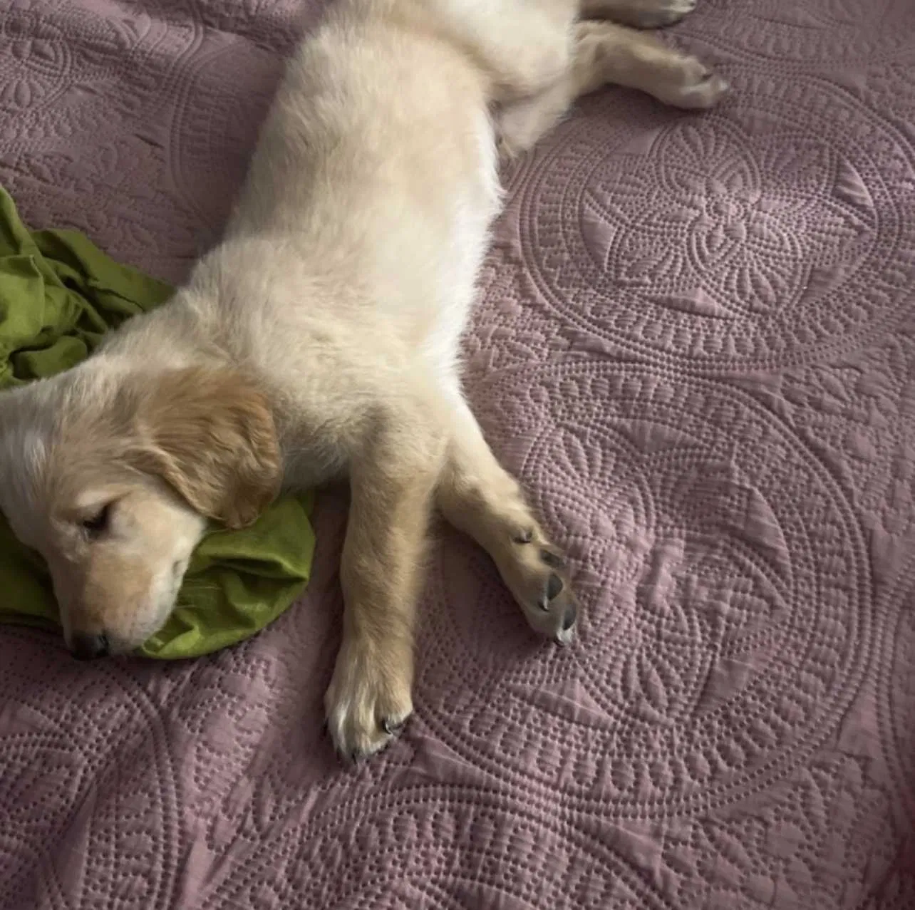 Lost dog in Fayetteville, NC, 28304