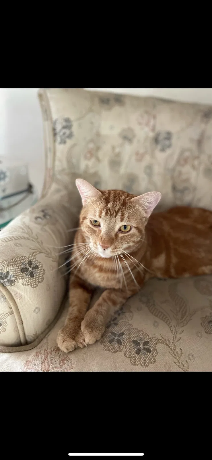 Lost cat in Glendale, CA, 91208