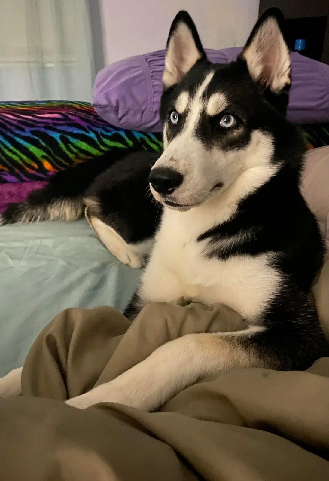 Lost dog in West Palm Beach, FL, 33411