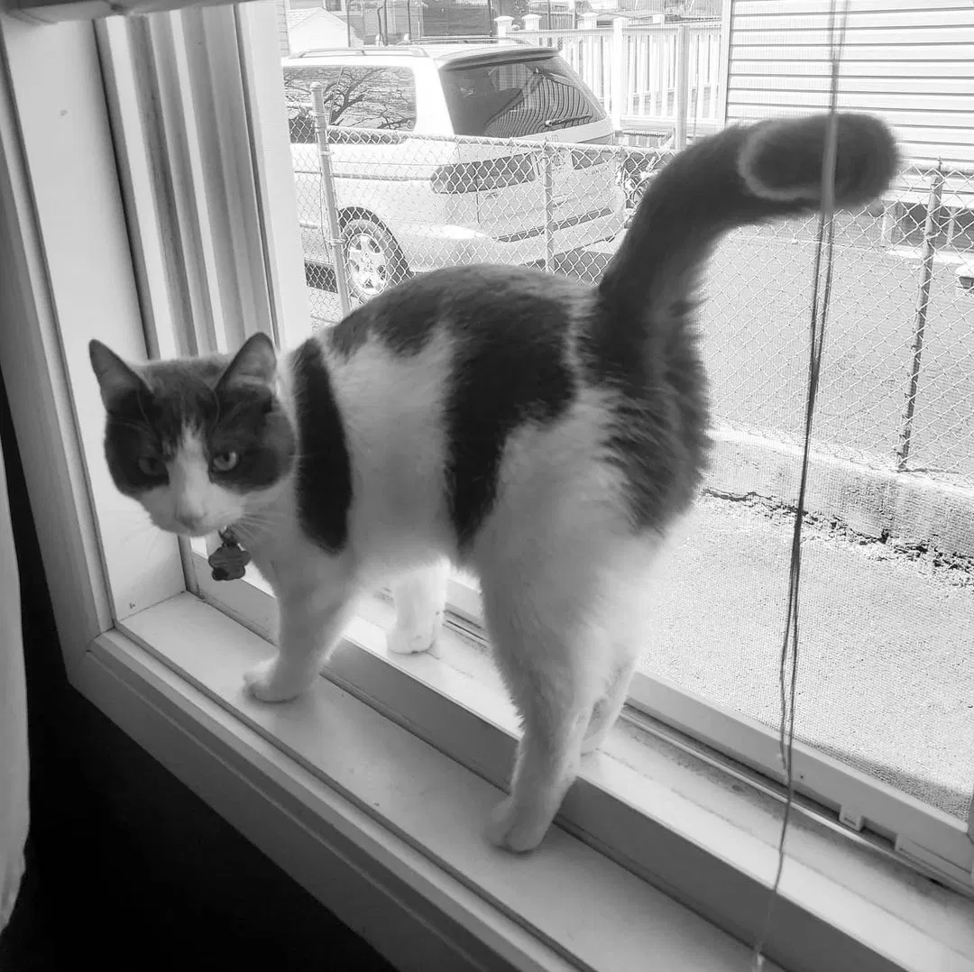 Lost cat in Plainfield, NJ, 7062