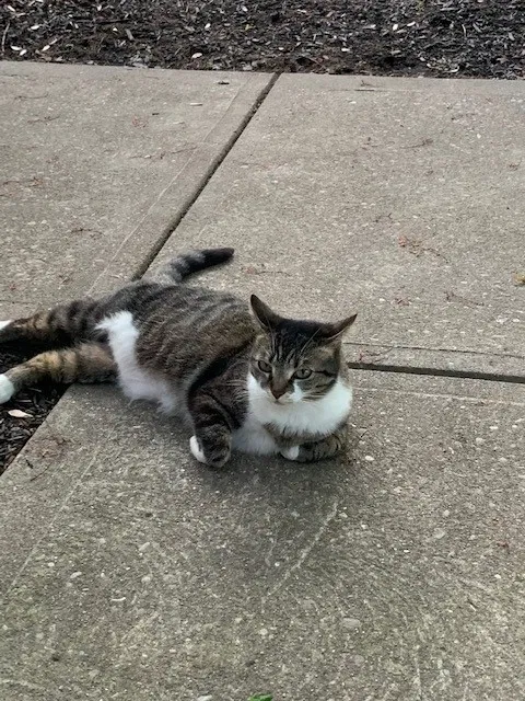 Lost cat in Batavia, OH, 45103